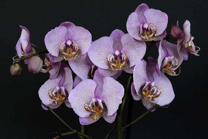 Moonlight Orchid